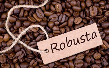 Cà phê Robusta và những điều cần biết
